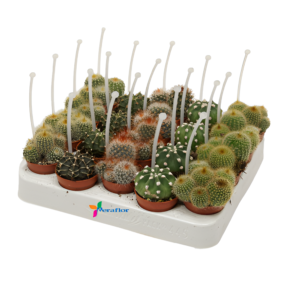 cactus-collezione-5-5