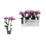 Phalaenopsis-multiflora
